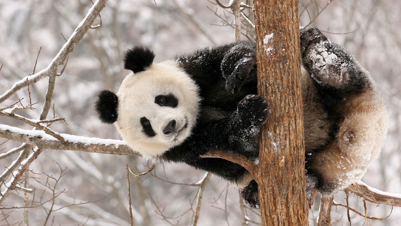 Wallpaper panda, branch, sit, snow