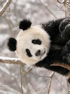 Preview wallpaper panda, branch, sit, snow