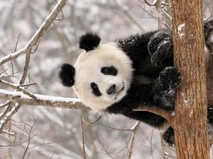 Preview wallpaper panda, branch, sit, snow