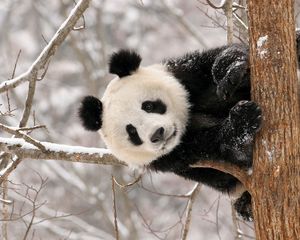 Preview wallpaper panda, branch, sit, snow