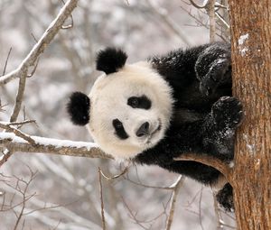 Preview wallpaper panda, branch, sit, snow