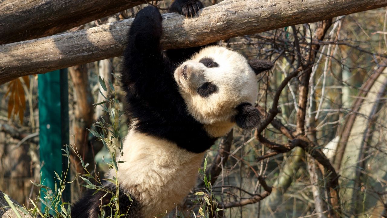 Wallpaper panda, branches, hang, bear