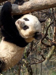 Preview wallpaper panda, branches, hang, bear