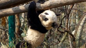 Preview wallpaper panda, branches, hang, bear