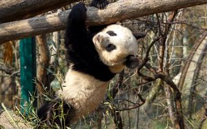 Preview wallpaper panda, branches, hang, bear