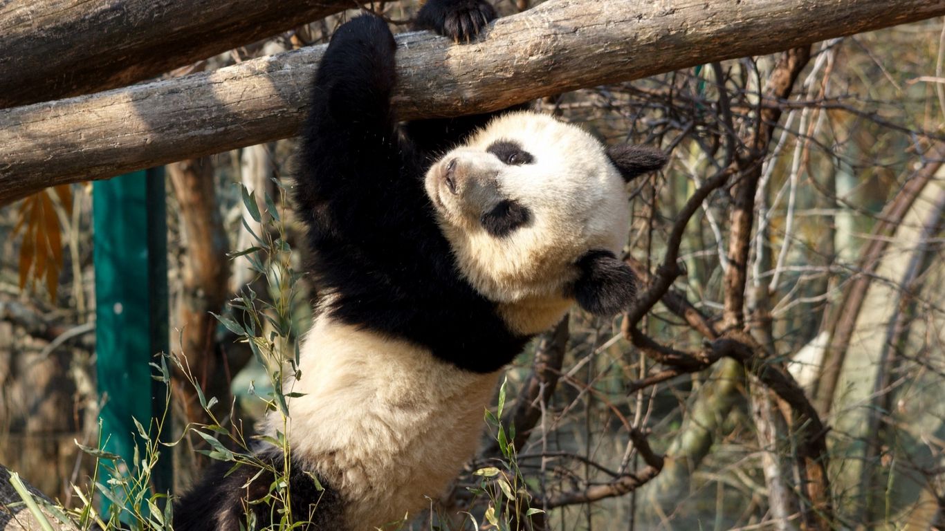 Download wallpaper 1366x768 panda, branches, hang, bear tablet, laptop ...