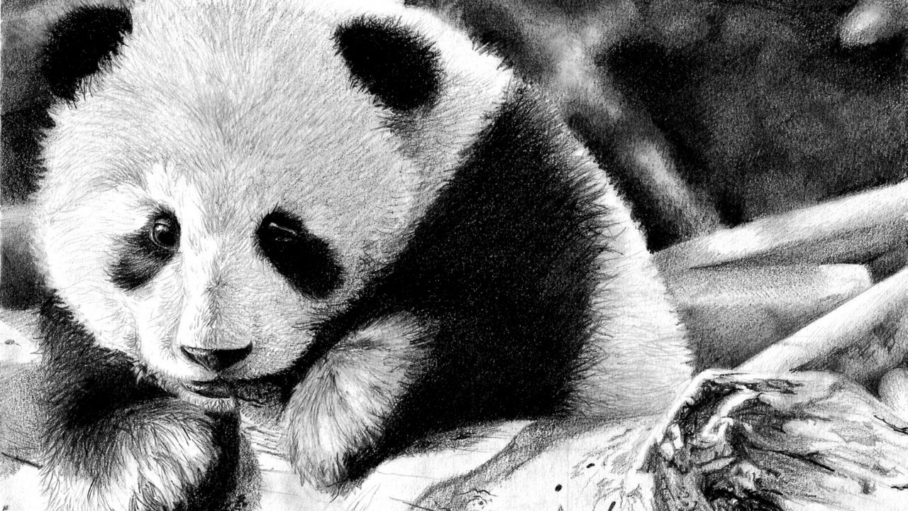 Wallpaper panda, color, face, black and white