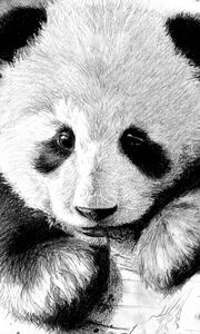 Preview wallpaper panda, color, face, black and white
