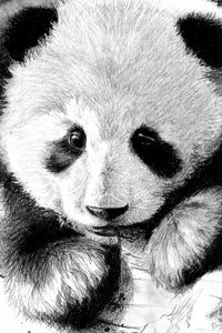 Preview wallpaper panda, color, face, black and white