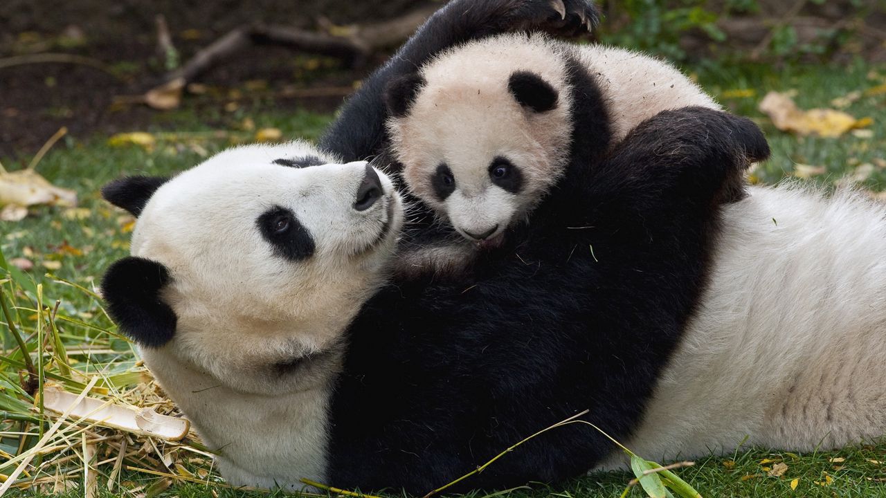 Wallpaper panda, cub, cuddling, couple, grass, play
