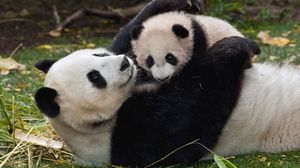 Preview wallpaper panda, cub, cuddling, couple, grass, play