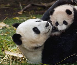 Preview wallpaper panda, cub, cuddling, couple, grass, play