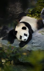 Preview wallpaper panda, cute, animal, branch
