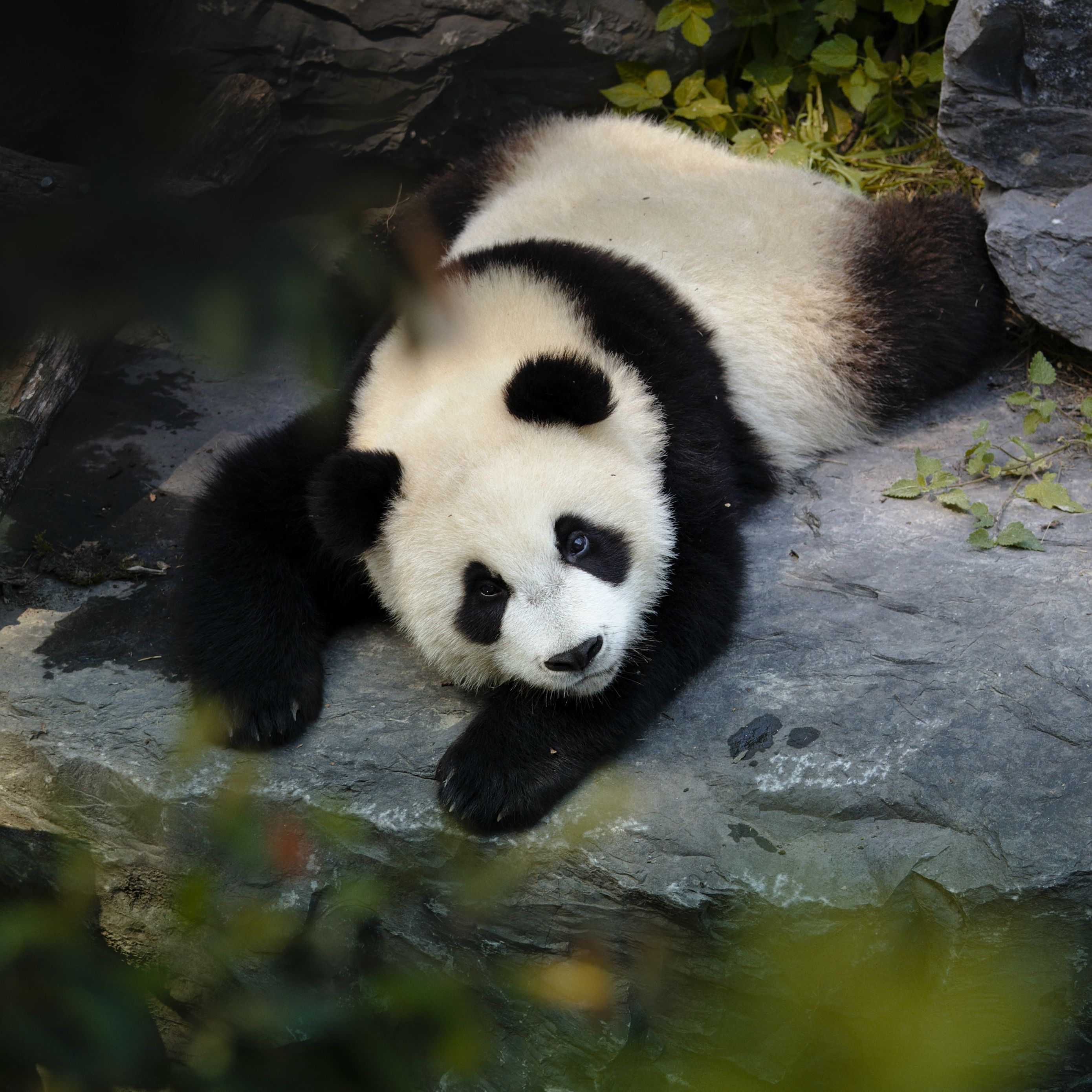 cute panda wallpaper for ipad