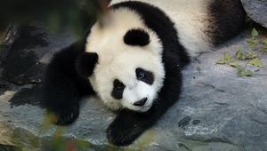 Preview wallpaper panda, cute, animal, branch