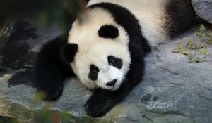 Preview wallpaper panda, cute, animal, branch