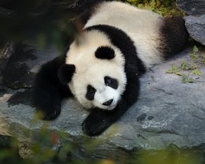 Preview wallpaper panda, cute, animal, branch