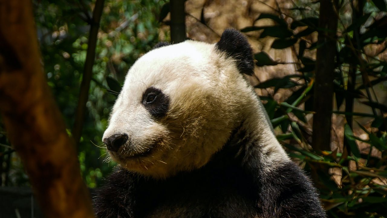 Wallpaper panda, cute, trees, bamboo