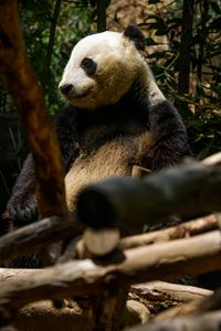 Preview wallpaper panda, cute, trees, bamboo