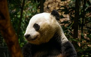 Preview wallpaper panda, cute, trees, bamboo