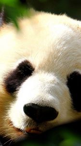 Preview wallpaper panda, face, light, sweet