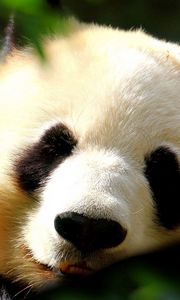 Preview wallpaper panda, face, light, sweet