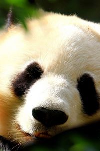 Preview wallpaper panda, face, light, sweet