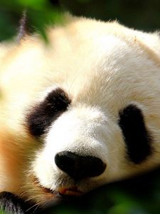 Preview wallpaper panda, face, light, sweet