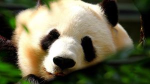 Preview wallpaper panda, face, light, sweet