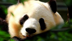 Preview wallpaper panda, face, light, sweet