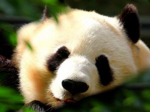 Preview wallpaper panda, face, light, sweet