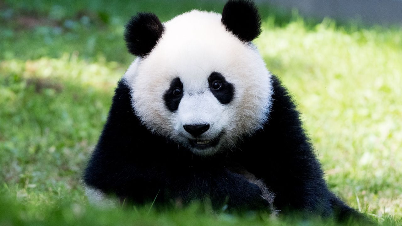 Wallpaper panda, fluffy, animal, glance