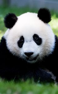 Preview wallpaper panda, fluffy, animal, glance