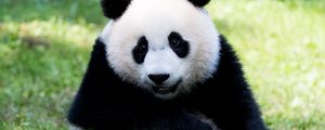 Preview wallpaper panda, fluffy, animal, glance