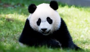 Preview wallpaper panda, fluffy, animal, glance