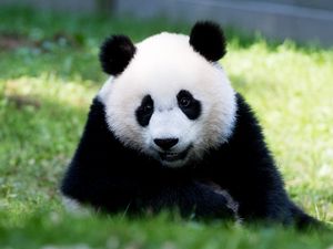 Preview wallpaper panda, fluffy, animal, glance