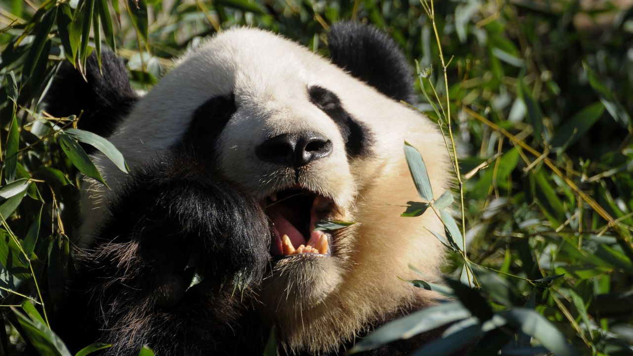 Wallpaper panda, food, grass