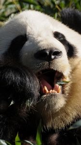 Preview wallpaper panda, food, grass