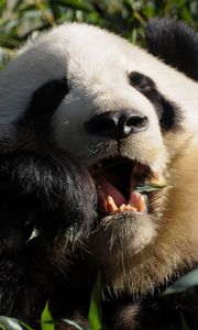 Preview wallpaper panda, food, grass