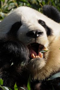 Preview wallpaper panda, food, grass