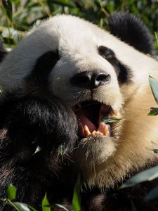 Preview wallpaper panda, food, grass