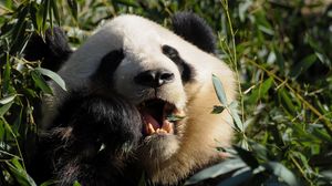 Preview wallpaper panda, food, grass