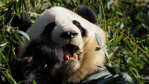 Preview wallpaper panda, food, grass