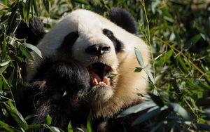 Preview wallpaper panda, food, grass