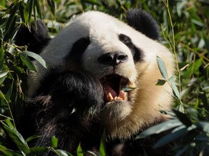 Preview wallpaper panda, food, grass