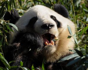 Preview wallpaper panda, food, grass