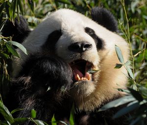 Preview wallpaper panda, food, grass