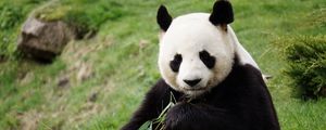 Preview wallpaper panda, funny, animal, bamboo