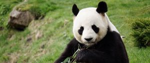 Preview wallpaper panda, funny, animal, bamboo
