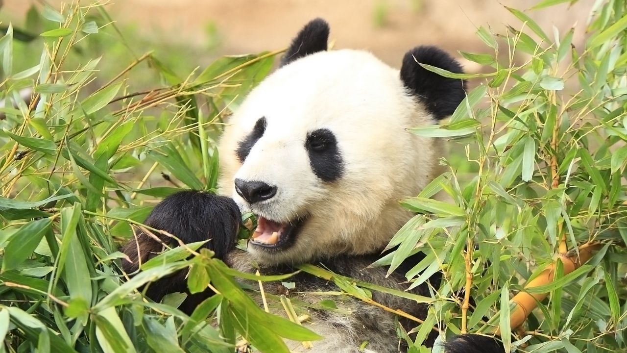 Wallpaper panda, funny, bamboo, leaves